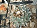 Lophophora williamsii